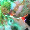 Picture taken during the dive