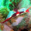 Picture taken during the dive