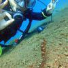 Picture taken during the dive