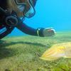 Picture taken during the dive