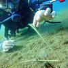 Picture taken during the dive