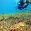 Picture taken during the dive