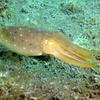 Picture taken during the dive