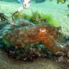 Picture taken during the dive