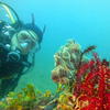 Picture taken during the dive