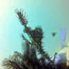 Picture taken during the dive