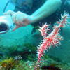 Picture taken during the dive