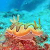 Picture taken during the dive