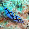Picture taken during the dive
