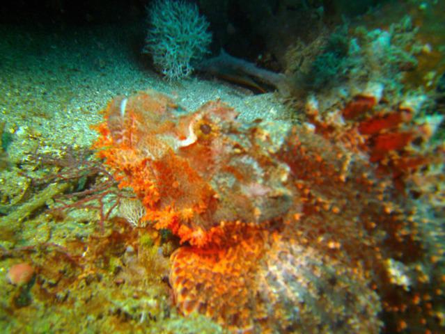 Southpoint Divers - Dive Center in États-Unis