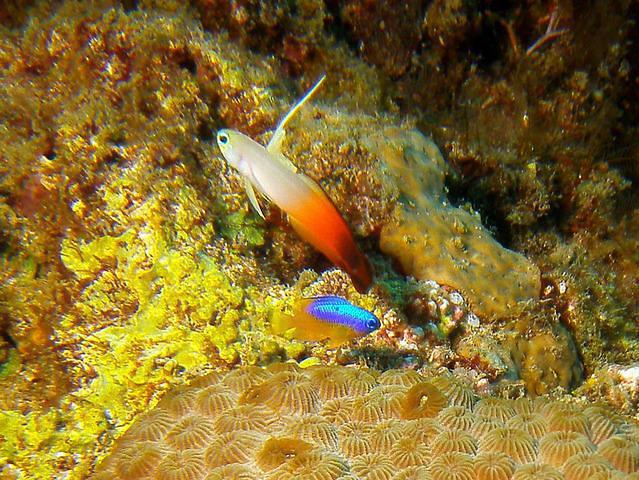 South Point Divers Philippines - Dive Center in Philippines