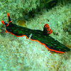 Picture taken during the dive