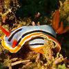 Picture taken during the dive