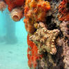 Picture taken during the dive