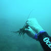 Picture taken during the dive
