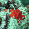 Picture taken during the dive