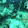 Picture taken during the dive
