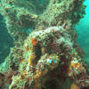 Picture taken during the dive