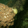 Picture taken during the dive