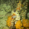 Picture taken during the dive