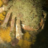 Picture taken during the dive