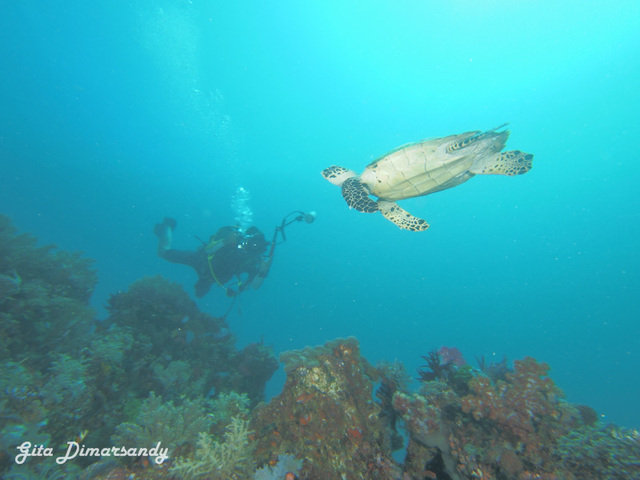 Diving in Labuhanbajo, Indonesia - By Gita Dimarsandy