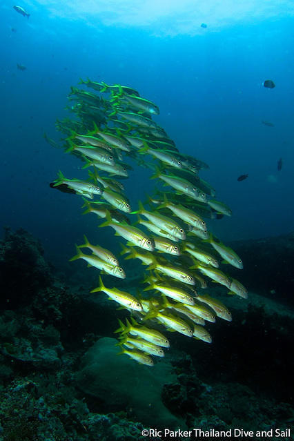 Thailand Dive And Sail - Dive Center in Thailand