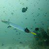 Picture taken during the dive