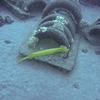 Picture taken during the dive