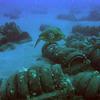 Picture taken during the dive
