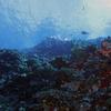Picture taken during the dive