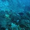 Picture taken during the dive