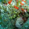 Picture taken during the dive