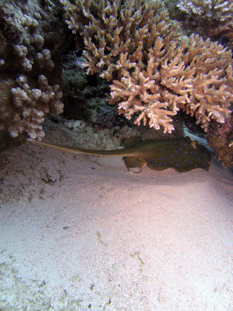 Subsurface Malolo - Dive Center