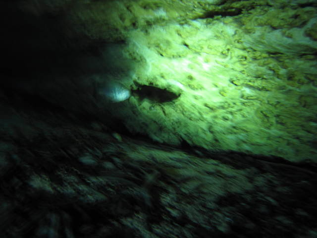 Neptune Dive Center - Dive Center