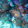 Picture taken during the dive