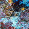 Picture taken during the dive