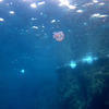 Picture taken during the dive