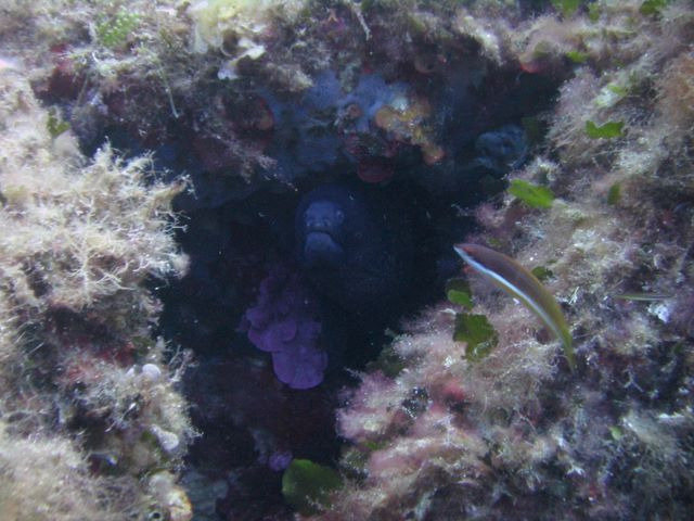 Sub Tortue - Dive Center in France