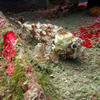 Picture taken during the dive