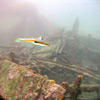 Picture taken during the dive