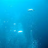 Picture taken during the dive