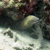 Picture taken during the dive