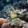 Picture taken during the dive