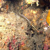 Picture taken during the dive