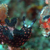 Picture taken during the dive
