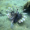 Picture taken during the dive