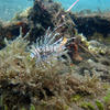 Picture taken during the dive