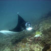 Picture taken during the dive