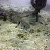 Picture taken during the dive